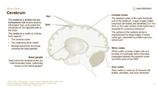 Mental Health – Fundamentals of Neurobiology – slide 6